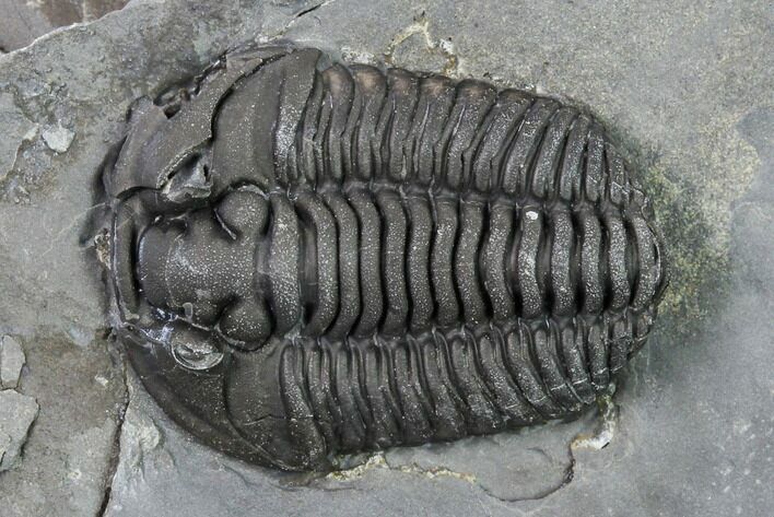 Flexicalymene Trilobite - LaPrairie, Quebec #164371